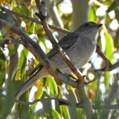 Pachycephala pectoralis (Golden Whistler) at Jerrabomberra Wetlands - 24 May 2018 by RodDeb