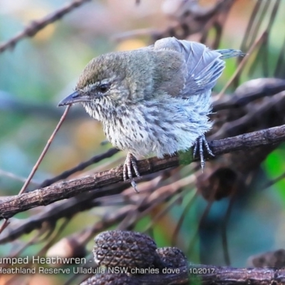 Hylacola pyrrhopygia (Chestnut-rumped Heathwren) at South Pacific Heathland Reserve - 6 Oct 2017 by Charles Dove