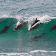 Tursiops truncatus at undefined - 8 Oct 2017