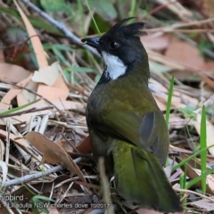 Psophodes olivaceus (Eastern Whipbird) at Ulladulla - Millards Creek - 7 Oct 2017 by Charles Dove