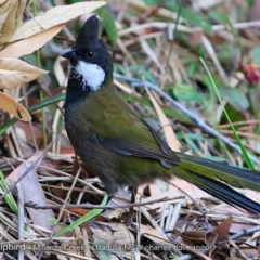 Psophodes olivaceus at Ulladulla, NSW - 8 Oct 2017