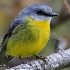 Eopsaltria australis (Eastern Yellow Robin) at Ulladulla, NSW - 7 Oct 2017 by Charles Dove