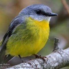 Eopsaltria australis (Eastern Yellow Robin) at Ulladulla - Millards Creek - 7 Oct 2017 by Charles Dove