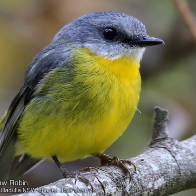 Eopsaltria australis (Eastern Yellow Robin) at Ulladulla - Millards Creek - 7 Oct 2017 by Charles Dove