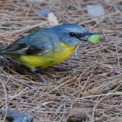 Eopsaltria australis at Ulladulla, NSW - 8 Oct 2017