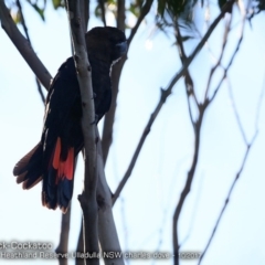 Calyptorhynchus lathami (Glossy Black-Cockatoo) at South Pacific Heathland Reserve - 6 Oct 2017 by Charles Dove