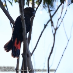 Calyptorhynchus lathami lathami (Glossy Black-Cockatoo) at South Pacific Heathland Reserve WP03 - 7 Oct 2017 by CharlesDove