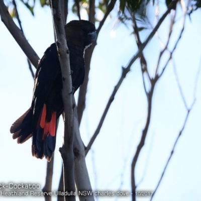 Calyptorhynchus lathami lathami (Glossy Black-Cockatoo) at South Pacific Heathland Reserve WP03 - 7 Oct 2017 by CharlesDove