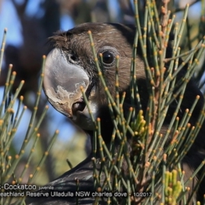 Calyptorhynchus lathami lathami at South Pacific Heathland Reserve WP03 - suppressed