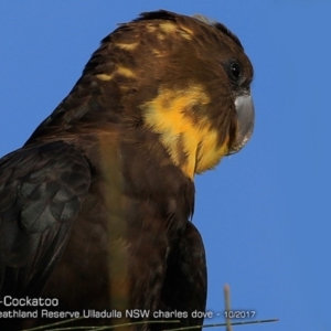 Calyptorhynchus lathami lathami at South Pacific Heathland Reserve WP03 - suppressed