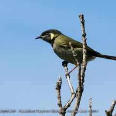 Meliphaga lewinii (Lewin's Honeyeater) at South Pacific Heathland Reserve - 7 Oct 2017 by CharlesDove