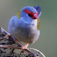 Neochmia temporalis (Red-browed Finch) at Undefined - 10 Oct 2017 by CharlesDove