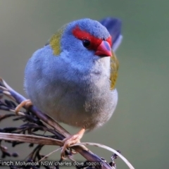 Neochmia temporalis (Red-browed Finch) at Undefined - 9 Oct 2017 by Charles Dove