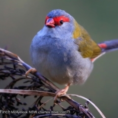 Neochmia temporalis at undefined - 10 Oct 2017 12:00 AM