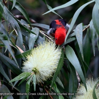 Myzomela sanguinolenta (Scarlet Honeyeater) at Ulladulla, NSW - 8 Oct 2017 by CharlesDove