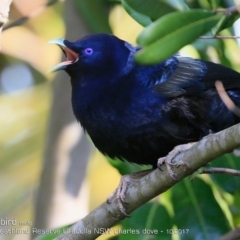 Ptilonorhynchus violaceus (Satin Bowerbird) at South Pacific Heathland Reserve - 5 Oct 2017 by Charles Dove