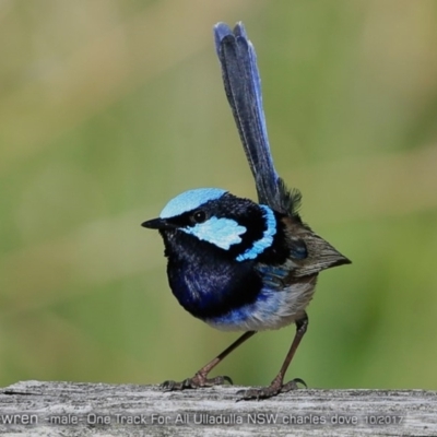 Malurus cyaneus (Superb Fairywren) at Ulladulla Reserves Bushcare - 4 Oct 2017 by CharlesDove