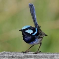 Malurus cyaneus (Superb Fairywren) at One Track For All - 3 Oct 2017 by Charles Dove