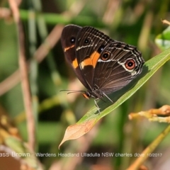 Tisiphone abeona (Varied Sword-grass Brown) at Ulladulla, NSW - 10 Oct 2017 by Charles Dove