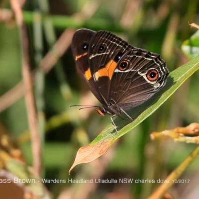 Tisiphone abeona (Varied Sword-grass Brown) at Ulladulla, NSW - 10 Oct 2017 by CharlesDove