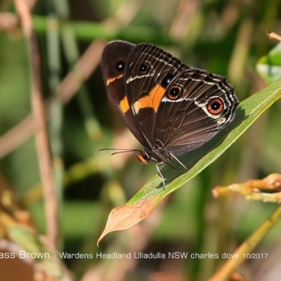 Tisiphone abeona (Varied Sword-grass Brown) at Coomee Nulunga Cultural Walking Track - 9 Oct 2017 by Charles Dove