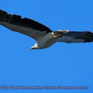 Haliaeetus leucogaster at undefined - 9 Oct 2017