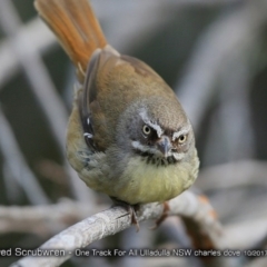 Sericornis frontalis (White-browed Scrubwren) at One Track For All - 7 Oct 2017 by Charles Dove