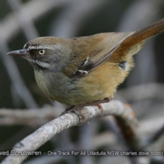 Sericornis frontalis at Ulladulla Reserves Bushcare - 8 Oct 2017 12:00 AM