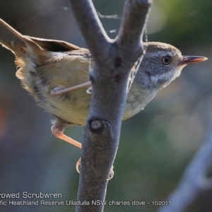 Sericornis frontalis at Ulladulla Reserves Bushcare - 8 Oct 2017 12:00 AM