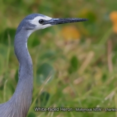 Egretta novaehollandiae (White-faced Heron) at Undefined - 5 Oct 2017 by Charles Dove