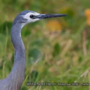 Egretta novaehollandiae at undefined - 6 Oct 2017