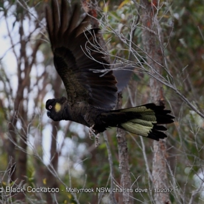 Zanda funerea (Yellow-tailed Black-Cockatoo) at Undefined - 4 Oct 2017 by CharlesDove