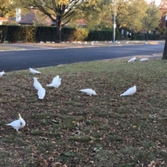 Cacatua galerita (Sulphur-crested Cockatoo) at Braddon, ACT - 21 May 2018 by jb2602