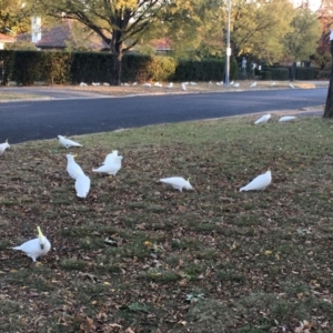 Cacatua galerita at Braddon, ACT - 21 May 2018