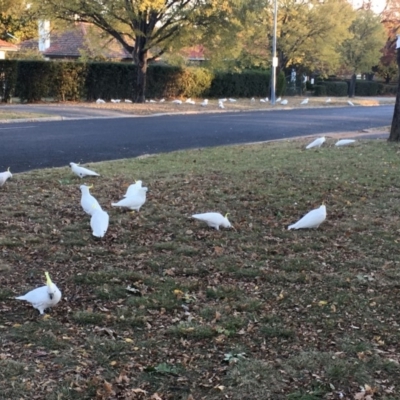 Cacatua galerita (Sulphur-crested Cockatoo) at Braddon, ACT - 21 May 2018 by jb2602