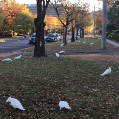 Cacatua galerita at Braddon, ACT - 21 May 2018 04:27 PM