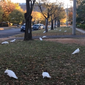 Cacatua galerita at Braddon, ACT - 21 May 2018