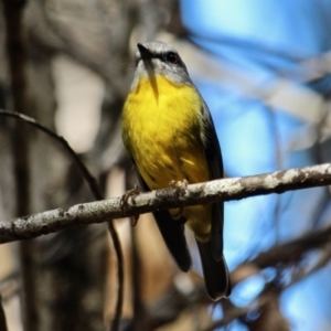 Eopsaltria australis at Tathra, NSW - 14 May 2018 12:28 PM