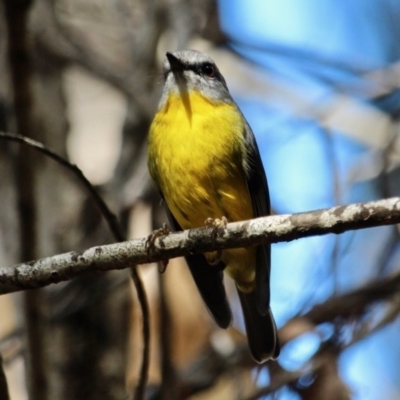 Eopsaltria australis (Eastern Yellow Robin) at Tathra, NSW - 14 May 2018 by RossMannell