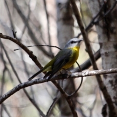 Eopsaltria australis at Tathra, NSW - 14 May 2018 12:28 PM