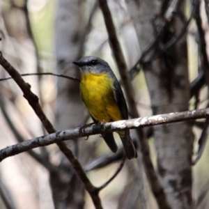 Eopsaltria australis at Tathra, NSW - 14 May 2018