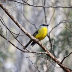 Eopsaltria australis at Tathra, NSW - 14 May 2018