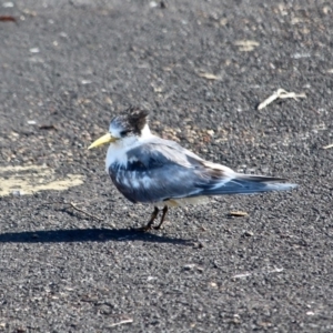 Thalasseus bergii at Tathra, NSW - 14 May 2018 12:02 PM