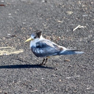 Thalasseus bergii (Crested Tern) at Tathra, NSW - 14 May 2018 by RossMannell