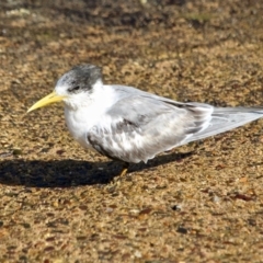 Thalasseus bergii at Tathra, NSW - 14 May 2018