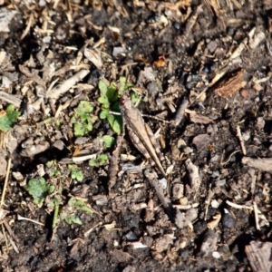 Phaulacridium vittatum at Bournda National Park - 14 May 2018 01:25 PM