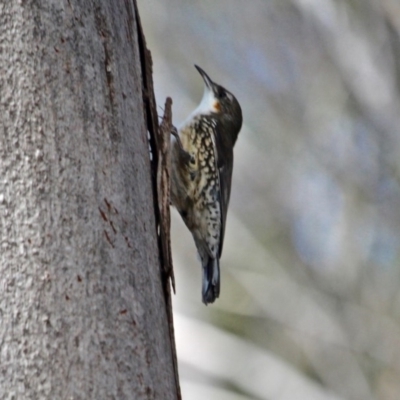 Cormobates leucophaea (White-throated Treecreeper) at Bournda National Park - 14 May 2018 by RossMannell