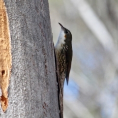 Cormobates leucophaea at Tathra, NSW - 14 May 2018 01:28 PM