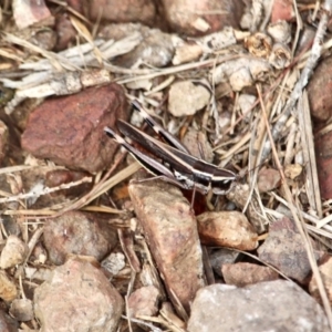 Macrotona sp. (genus) at Tathra, NSW - 14 May 2018 02:00 PM