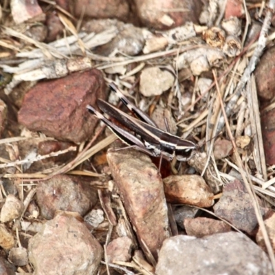 Macrotona sp. (genus) (Macrotona grasshopper) at Bournda National Park - 14 May 2018 by RossMannell